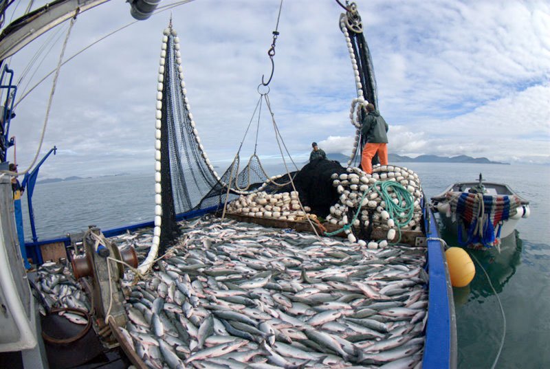 Pesca com rede de emalhar - Alaska Seafood