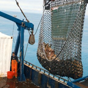 Productos del mar de Alaska - Mariscos